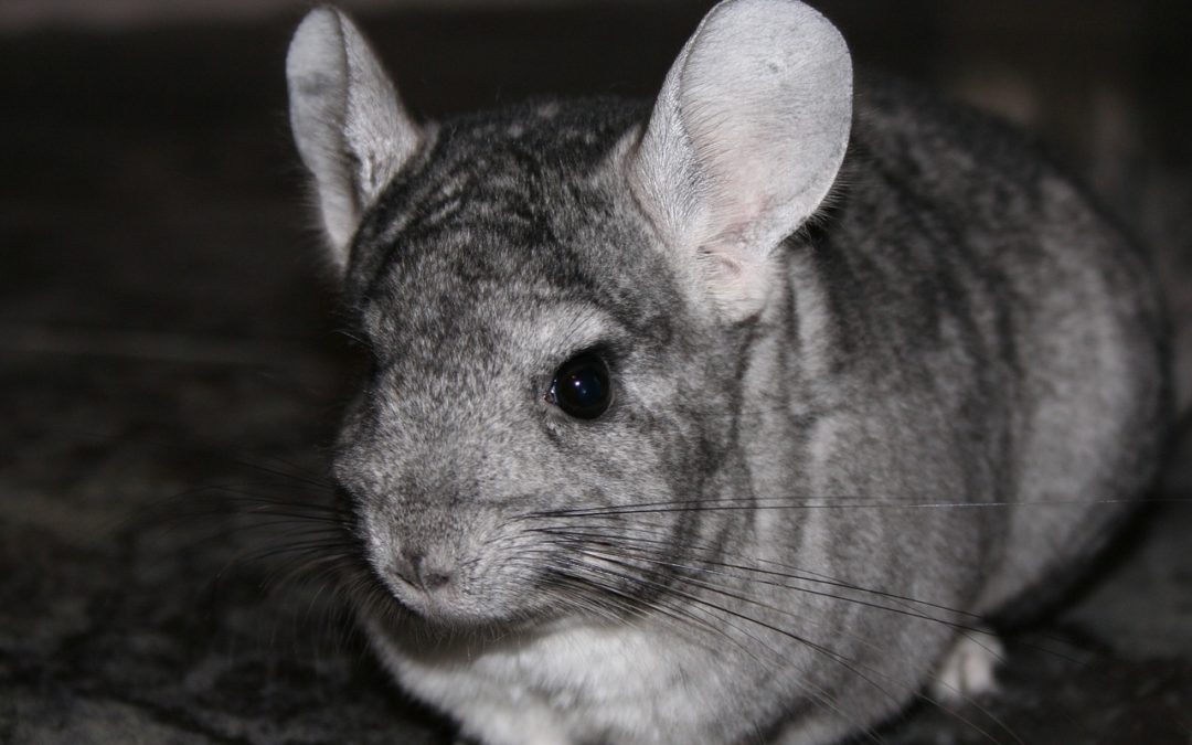 Are you thinking about getting a pet chinchilla?
